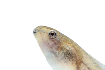 Tadpole in white background.