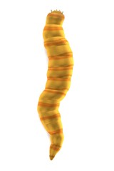 realistic 3d render of worm