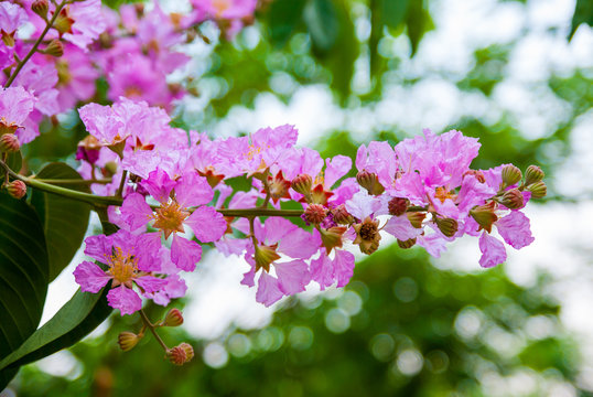 Lagerstroemia speciosa