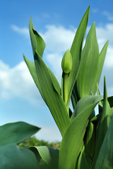 Obraz premium Unopened tulip