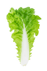 fresh green lettuce leaf isolated on white