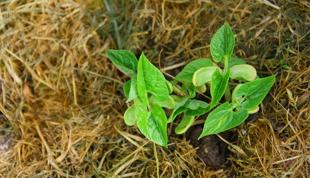 jeune plant d'haricot vert en croissance