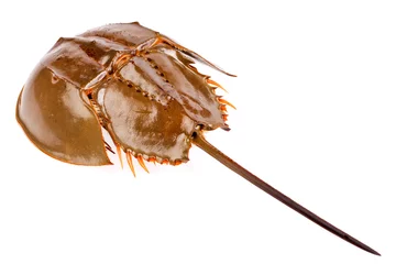 Rolgordijnen Horseshoe crab in isolated on white background © suchatbky