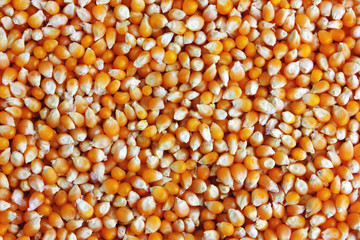 Corn background