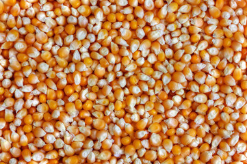 Corn background