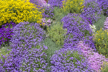 Bunte Bodendecker im Frühling