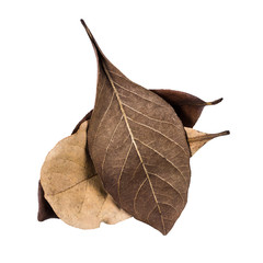 Fototapeta premium Dry leaf