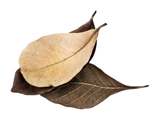 Dry leaves