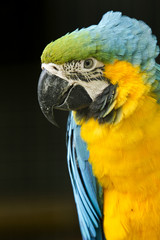 Macaw portrait