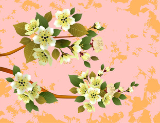 Banner sakura , spring , postcard .
