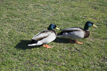 A duck resting on the grass (lawn, spring)