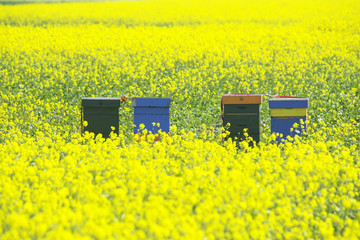 beehive with flowers