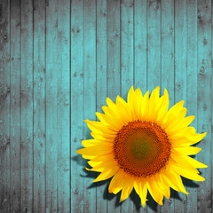 flower sunflower and turquoise wood background - obrazy, fototapety, plakaty