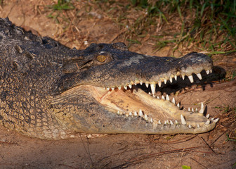 Obraz premium Crocodile With Open Mouth