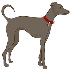 Greyhound Dog