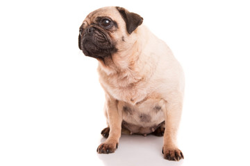 Pug