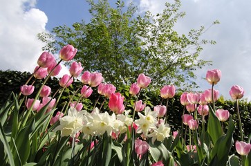 Narcisses et tulipes