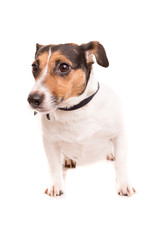 Jack Russell Terrier