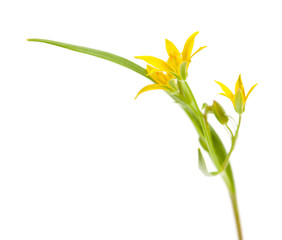 Gagea lutea,