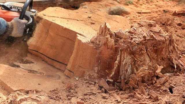 Man cutting tree with chainsaw