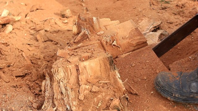 Man cutting tree with chainsaw