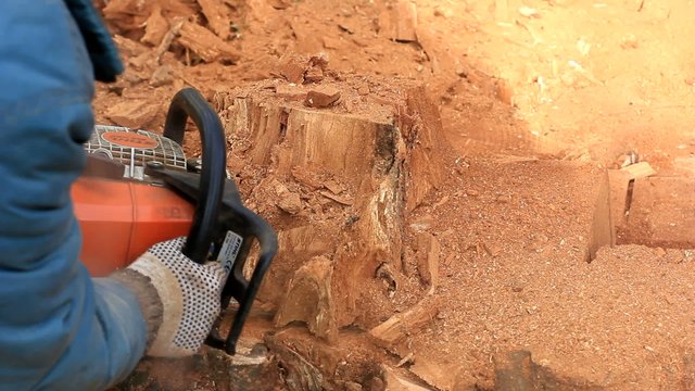 Man cutting tree with chainsaw