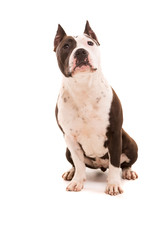 American Staffordshire Terrier