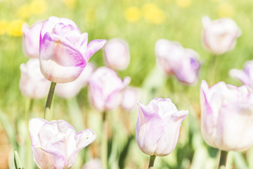 Obraz na płótnie Canvas tender white tulips in the garden