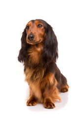 Teckel (dachshund)