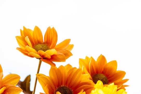 Yellow Orange Flowers