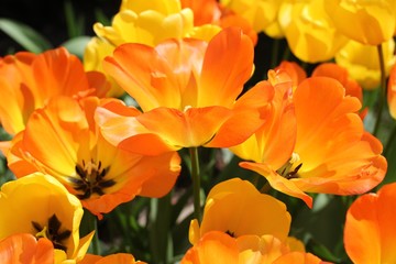 Tulipes oranges