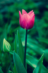 pink tulip