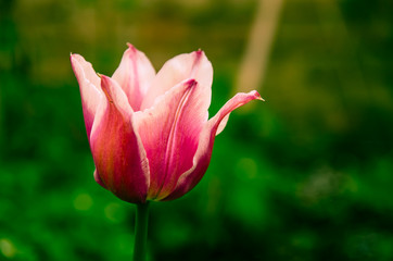 pink tulip