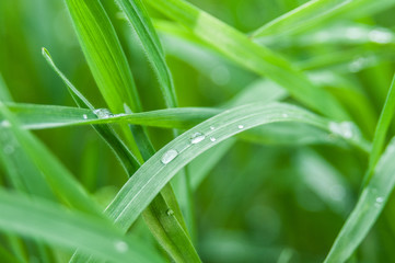 Obraz premium water drops on the green grass
