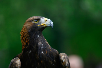 Portrait of a golden eagle Aquila chrysaetos