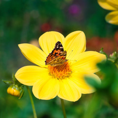 Distelfalter auf Dahlienblüte, Vanessa cardui