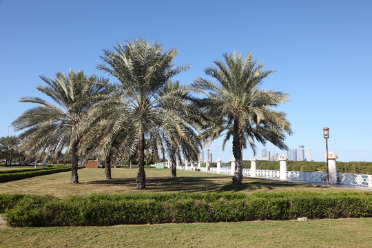 Palm Trees at the corniche in Abu Dhabi, United Arab Emirates