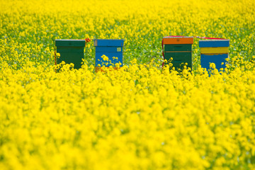 a field with flowers and beehives