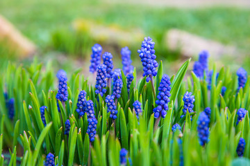muscari