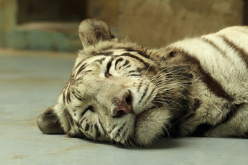 white tiger portrait