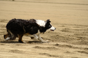 Border Collie