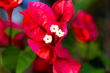 tropical pink flower