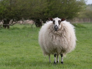 Naklejka premium sheep standing in meadow