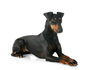 Manchester terrier