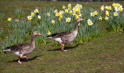 two geese on spring flowers background
