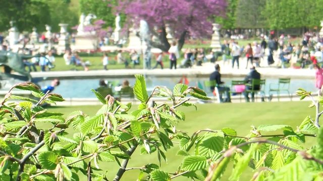 Tuileries Garden Park in Paris with Fountain