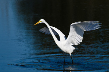 Great Egret Landing in Shallow Water