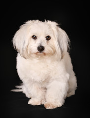 Coton de Tulear dog