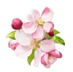 Obraz premium apple tree blossoms with green leaves