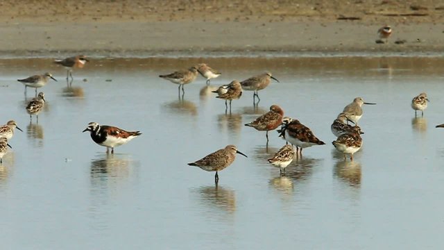 Group of Broad-billed Sandpiper,Ruddy Turnstone in nature